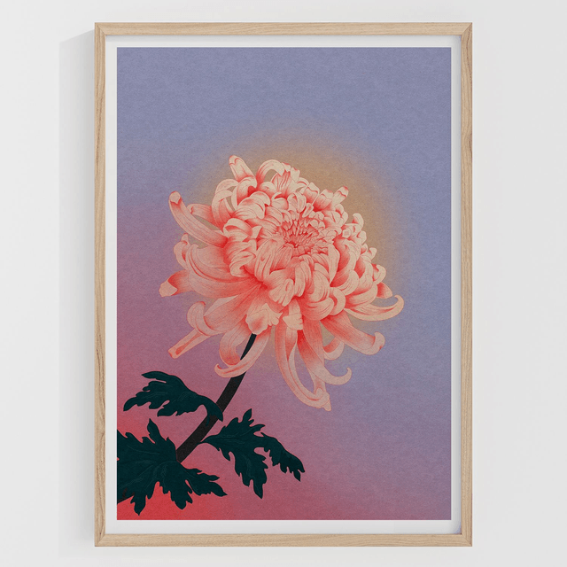 Chrysanthème