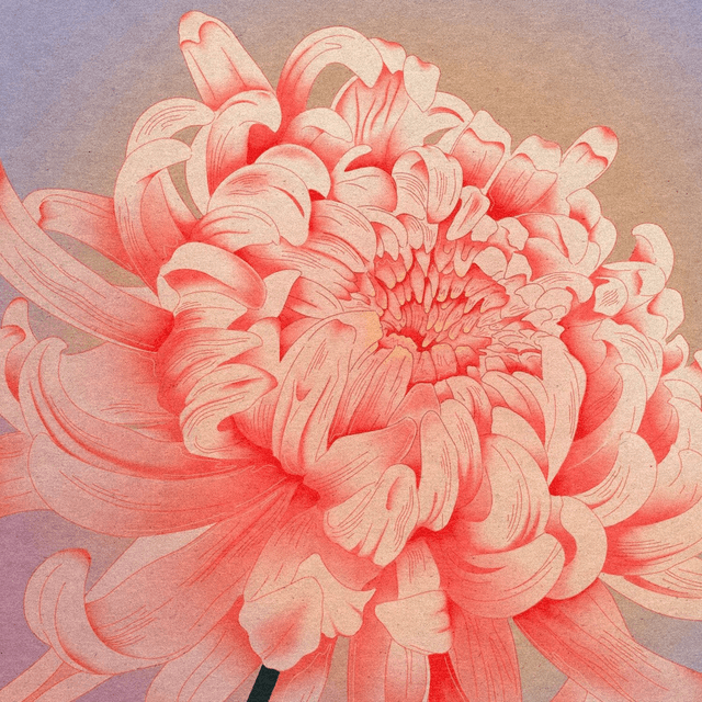 Chrysanthème