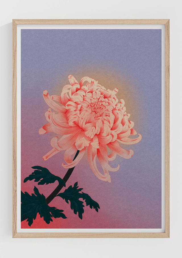 Chrysanthème