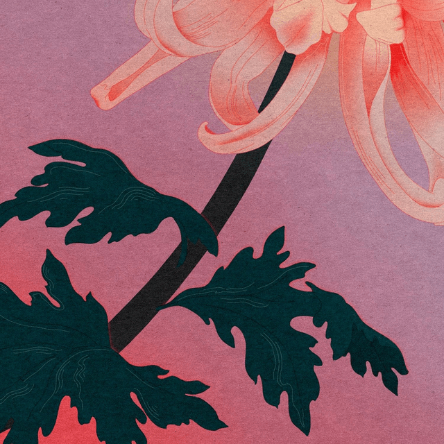 Chrysanthème
