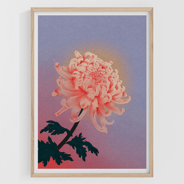 Chrysanthème
